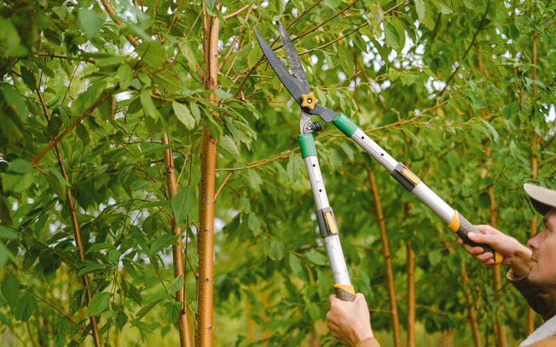 Tree trimming in Albion, NE